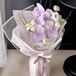 Phalaenopsis Athena