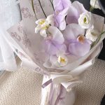 Phalaenopsis Athena